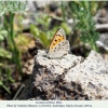 lycaena ochimus talysh male2